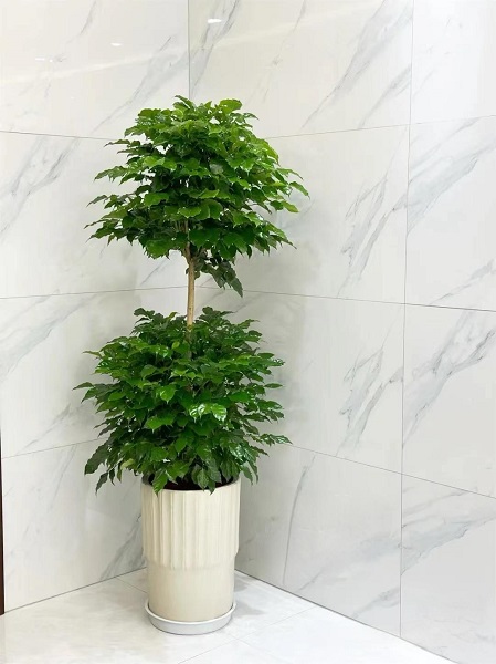 双层幸福树