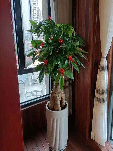 发财头