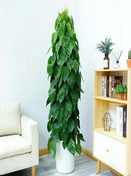 绿苹果