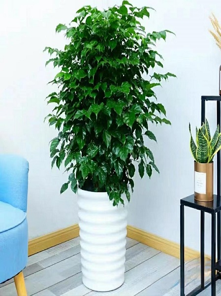 叶绿宝