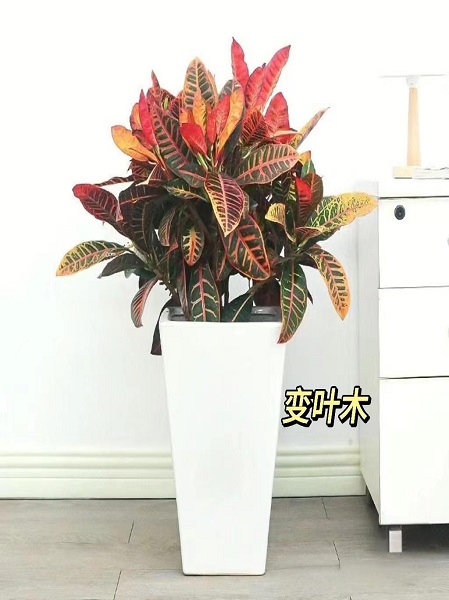 变叶木