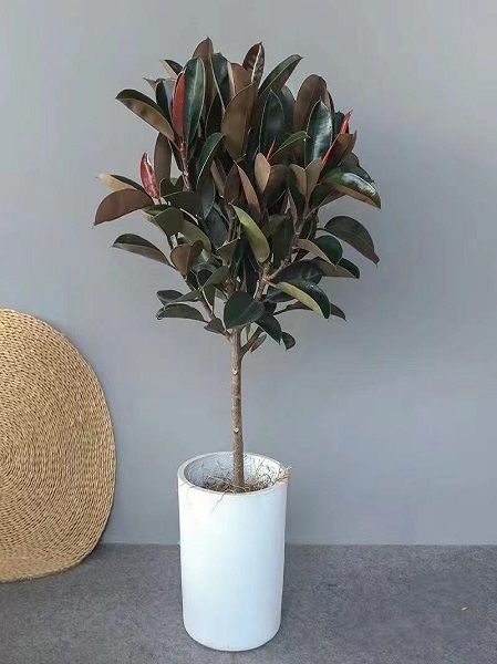 橡皮树
