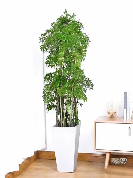 福禄桐