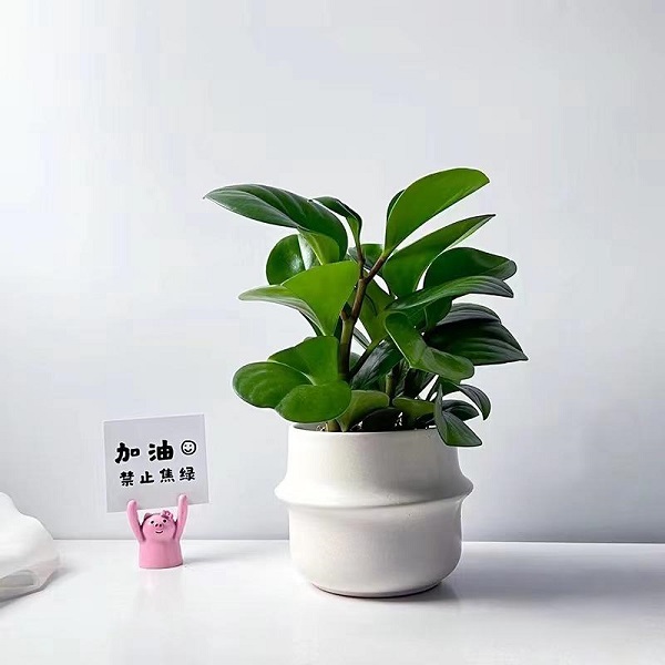 豆瓣绿