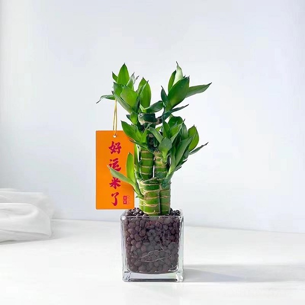 富贵竹