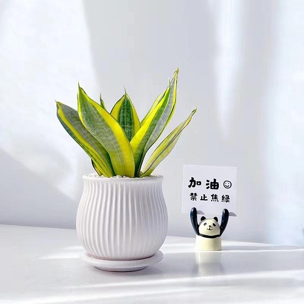 小虎尾兰