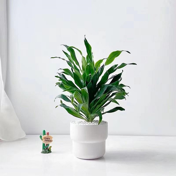太阳神