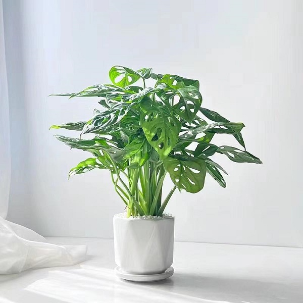 小龟背竹