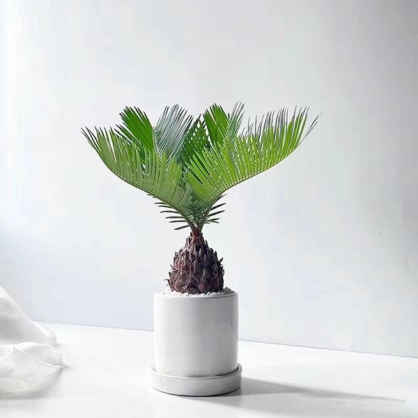 小铁树