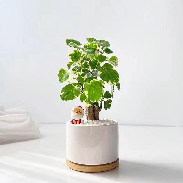 小福禄桐