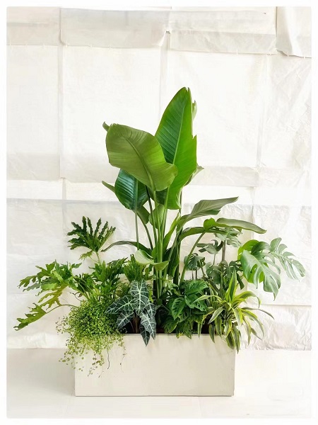 花卉组合8