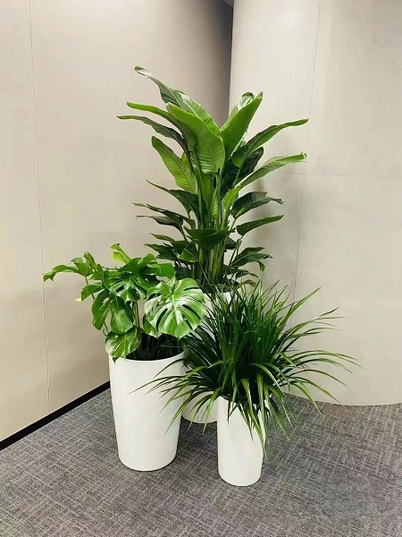盆花组合小品3