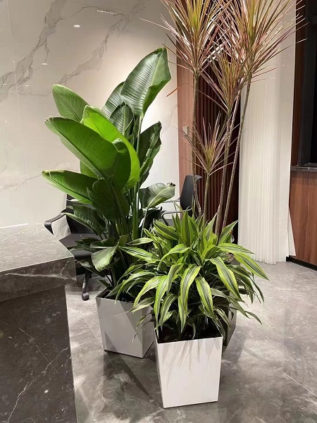 盆花组合小品7