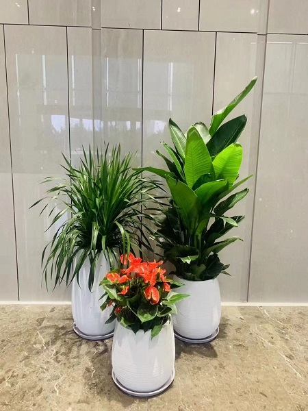 盆花组合小品8